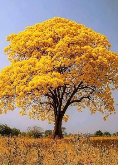 Roble amarillo