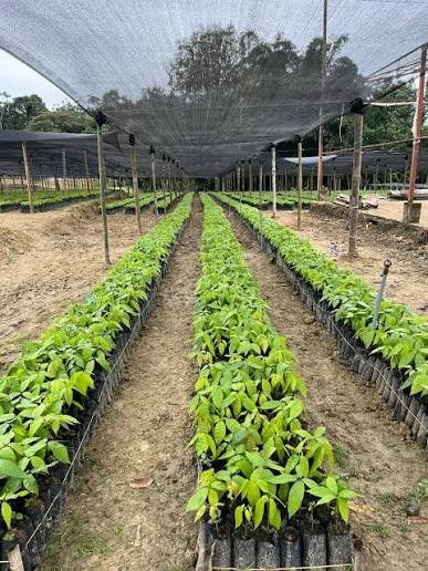 Cacao