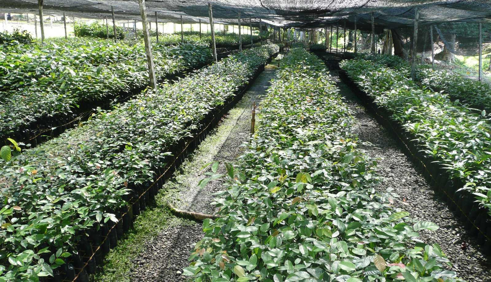 Fundacion Te Quiero Verde RD